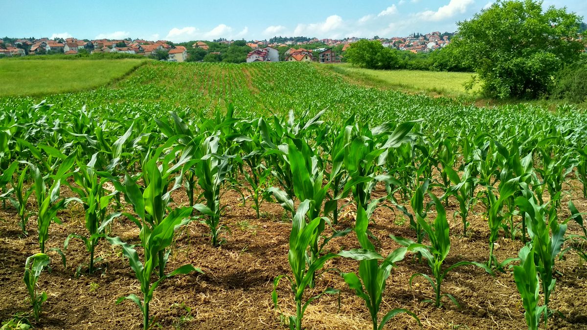 Agricultural produce