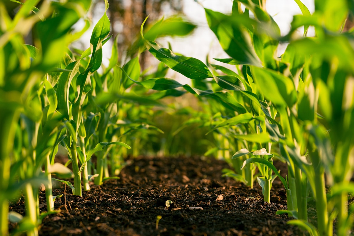 Agricultural landscape representing DK Traders fertilizer trading